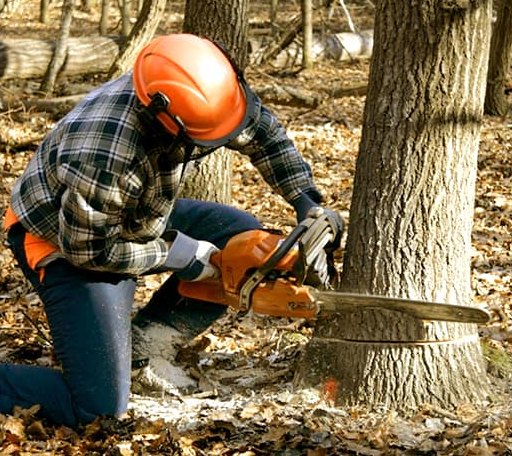 Tree Removal in Campbell Hill, IL